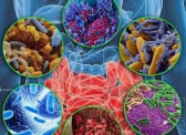 Микробиота - новый орган в теле человека